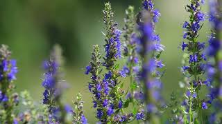 Hyssop Hyssopus officinalis [upl. by Edan45]