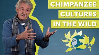 Chimpanzee Cultures in Wild Populations explained by Christophe Boesch [upl. by Adiaz673]