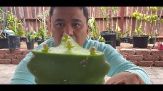 How to graft a seedling dragon fruit plant [upl. by Firman]