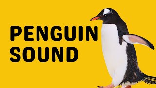 Penguin Sound  Bray [upl. by Bolme]