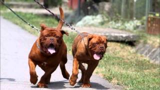 Dogue de Bordeaux [upl. by Luisa130]