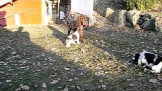 English Springer Spaniel Kull E  video 9 of the puppies [upl. by Gregoire]