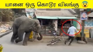 யானை இப்படிபட்ட ஒரு விலங்கா  யானைகள் செய்த அதிர்ச்சியான சம்பவம் 🐘 [upl. by Kalle]