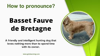 How to pronounce Basset Fauve de Bretagne Correctly in English [upl. by Oelc689]