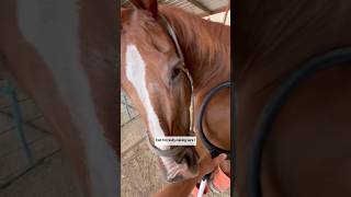 SMOOTHIE UPDATE PEMF SESSION NUMBER 5 horsecare pemf stringhalt rehabjourney [upl. by Feinstein]