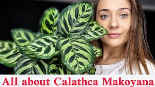 Calathea makoyana care All you need to know about peacock plant [upl. by Anen]