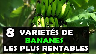 AGRICULTURE Voici les 8 variétés de bananes les plus rentables à cultiver en Afrique [upl. by Anaderol]