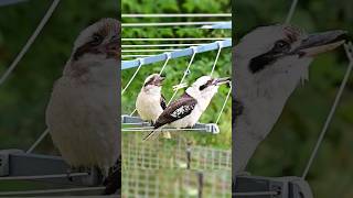 laughing kookaburra sound [upl. by Latyrc180]