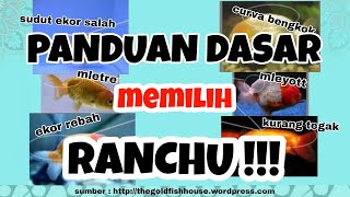 Panduan dasar memilih ikan mas koki ranchu [upl. by Euqinommod]