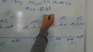 Acides aminés Dissociation Ionisation تأين الأحماض الأمينيةcas dun AA dibasiquecalcul de pHi [upl. by Eehsar]