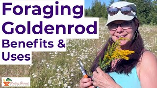 Foraging Goldenrod Solidago Benefits amp Uses [upl. by Olimpia]