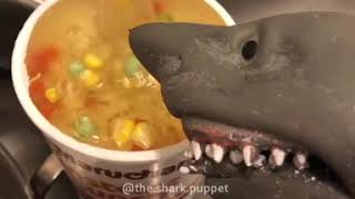 Shark puppet makes some Asian cuisine [upl. by Incrocci]