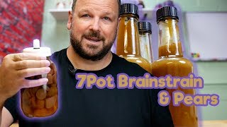 HOT SAUCE 10 Month Ferment 7pot Brainstrain Yellow and Pear chilli sauce [upl. by Patrizius22]