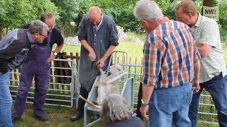 KlauenpflegeSeminar in Hatterwüsting [upl. by Aldon640]