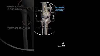 Genicular Nerve block [upl. by Perron]