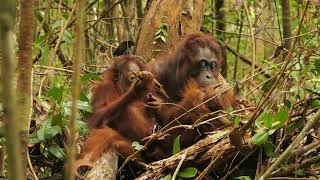 Thank from Borneo Nature Foundation [upl. by Yeslrahc]