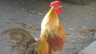 Key West rooster crowing [upl. by Griggs196]