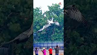 Moments Pelican snatches fish caught by osprey [upl. by Nata357]