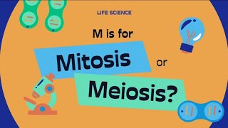 The Mitosis amp Meiosis cellcycle ytshorts neet biologyeducation [upl. by Nadaba195]