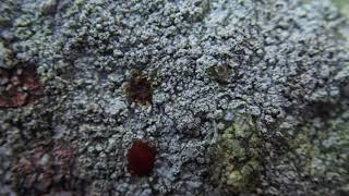 Lichen 1 of four white crustose lichens on sandstone capstone of Settle Swimming Pool Wall [upl. by Aynam]