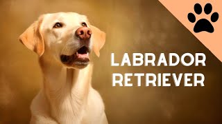 All about the Labrador retriever [upl. by Eeralav]