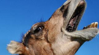 The Amazing Dromedary Camel [upl. by Netloc44]