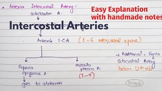 Intercostal Arteries  Course Relations  Arterial Supply of thorax  Thorax Anatomy [upl. by Htehpaj]