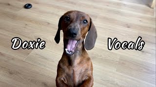 Mini dachshund vocals so much more than just barking [upl. by Rahcir950]