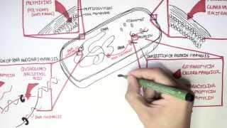 Microbiology  Antibiotics Mechanisms of Action [upl. by Blaire]