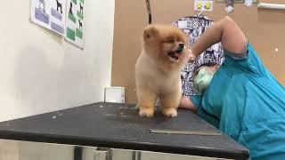 Dog Grooming Tutorial  Pomeranian Dog Hair Cut  How to Cut Dog Hair at Home  Dog Lover [upl. by Kellsie820]