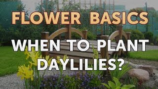 When to Plant Daylilies [upl. by Nroht]