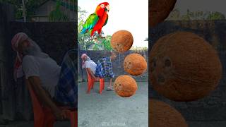 Rounding coconuts to Parrot Pigeon Peacock amp Duck  Birds names magic video [upl. by Bartholomeo120]