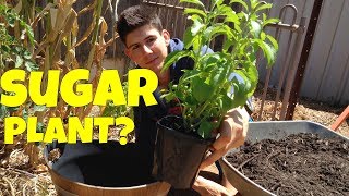 How to Grow Stevia Plants in Containers [upl. by Aranat673]