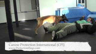 CPI Protection Dog Training [upl. by Garratt490]