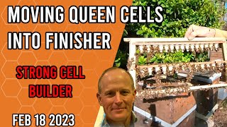 Moving Queen Cells into Cell Finisher  Jacksonville FL Zone 9a [upl. by Vivien]