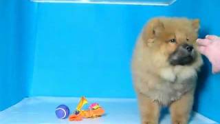 Chow Chow Macho REF 178 54 Venta de perros Comprar cachorros de perro Chow Chow [upl. by Tugman]