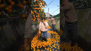 Beautiful Fresh Orange 🍊🍊 Harvesting from Farm With Rural Farmer 🍊🍊 shorts satisfying [upl. by Carolynne159]