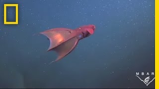 Vampire Squid Turns Itself quotInside Outquot  National Geographic [upl. by Philipp]