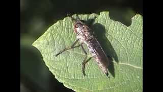 Tolmerus atricapillus roupec [upl. by Anhcar]