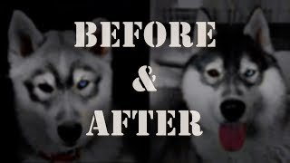 Before amp After  Siberian Husky [upl. by Nived]