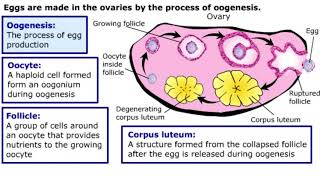 Gametogenesis [upl. by Aitital]