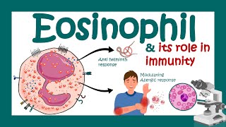 Eosinophils Eosinophil and its role in immunity  What causes high eosinophil  Eosinophilia [upl. by Bittner]