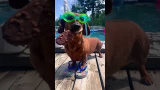 Weiner dog Weiner dog dog pets song weinerdog [upl. by Far499]