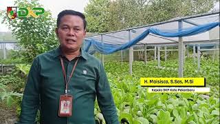 peninjauan lokasi pertanian hidroponik DK Green Farm yg dikelola Bapak Donny [upl. by Zaraf]