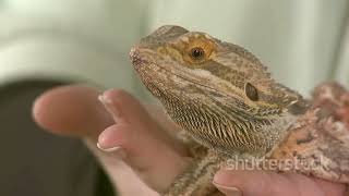 Ultimate Guide to Bearded Dragon Care [upl. by Narda600]