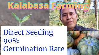 KALABASA FARMING  DIRECT SEEDING 90 GERMINATION RATE [upl. by Nosidda]