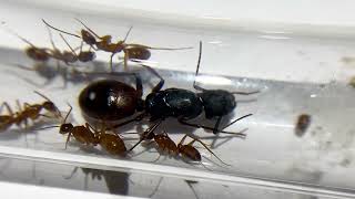 Camponotus CA02 [upl. by Judon30]