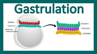 Embryology  Decidua amp Chorion amp Gastrulation [upl. by Olly]