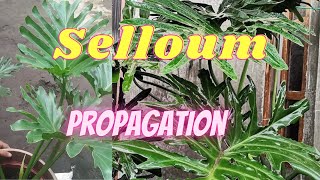 How to Propagate or Plant Selloum  Grow Selloum Hope Sanado Paano magpadami sa Bahay [upl. by York916]