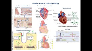 Cardiac muscle cells physiology and concepts [upl. by Chlores]